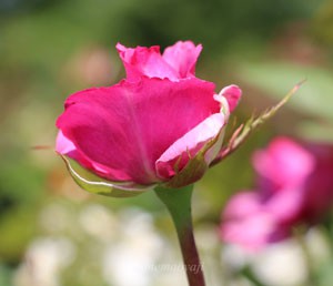 紫雲は花枝が長く花つきがよいので切花用にも向いている