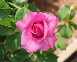 紫雲の花形は剣弁高芯咲きです