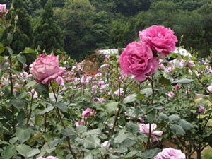 ショッキング・ブルーの樹形は半直立性