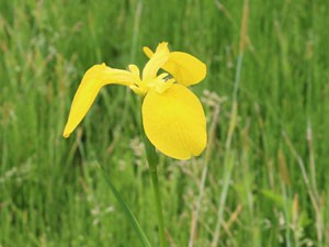 黄菖蒲が美しいです　伝法院