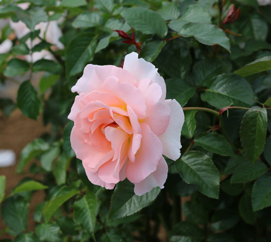 スプリング コサージュの花枝がしなやかで少しうつむいて咲く