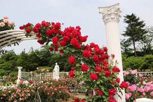 春の花つきがよく秋まで繰り返し咲きます