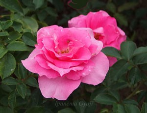 うららの花形は整った丸弁平咲きで花もちがよい