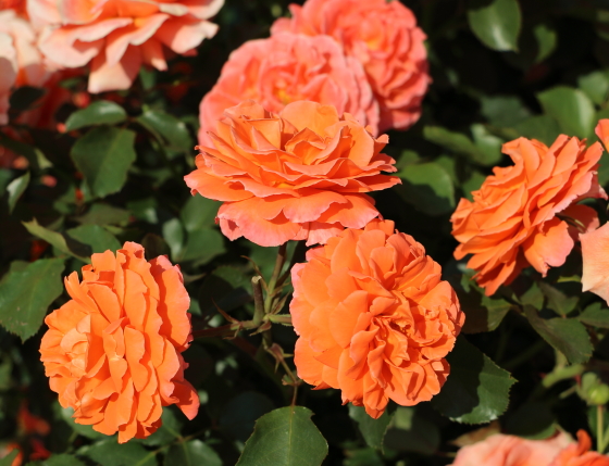 ビブ レ バカンスの花形は丸弁咲きです