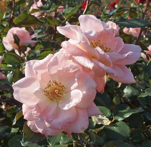 花弁が繊細で痛みやすいので早めに切り花にするとより