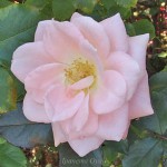 優花　バラ