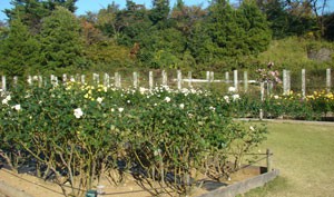 生田緑地ばら苑　風景