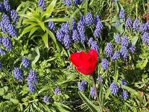 大船植物園の春の花