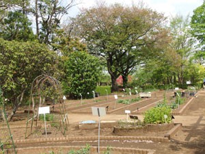 東京都薬用植物園の整備された畑です