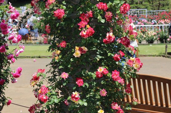 つるマスカレードの花径は５ｃｍの小輪サイズ