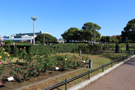 バラ園の風景　山下公園