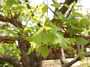 アンズはバラ科アンズ属です