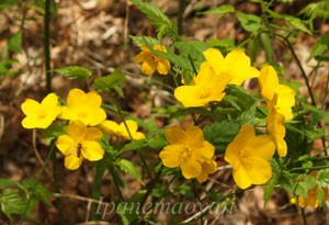 大船植物園のヤマブキが全開だ