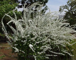 大船植物園のしじみばな　様憂さの中で満開だ