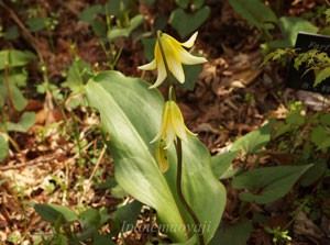 大船植物園のキバナカタクリ