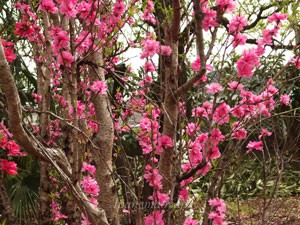 大船植物園のハナモモ