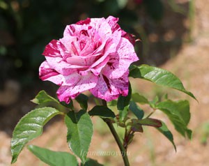 パープル タイガーはダマスク系の芳香がある