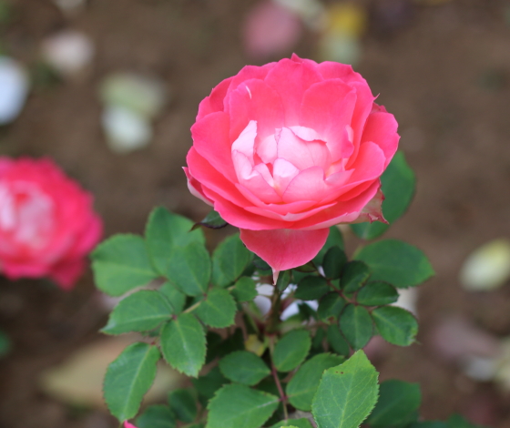 浪漫は丸弁高芯咲き