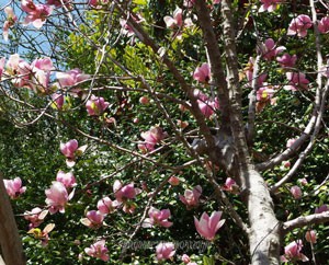 東京薬科大学の植物園　小高木も多く栽培されている