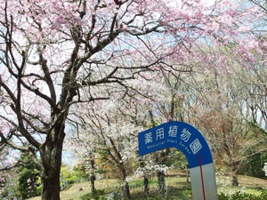 東京薬科大学の構内には桜が咲いていた