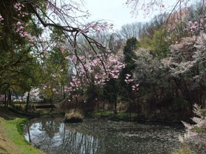 東京薬科大学の構内と思えないほど広い敷地です