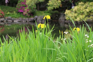 黄色の菖蒲が満開です