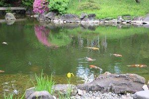 伝法院の池には鯉が泳いでいた