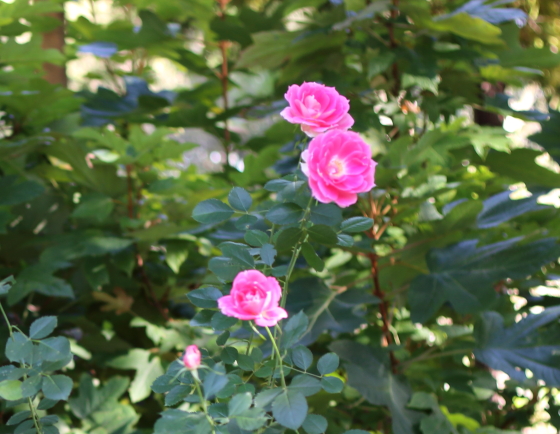 ケアフリー・ワンダーの花首が長いですね