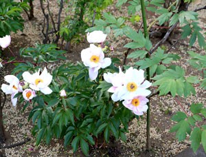 豪徳寺の花　シャクヤク