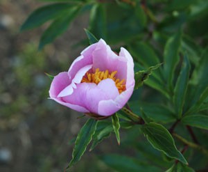 豪徳寺の花　シャクヤク