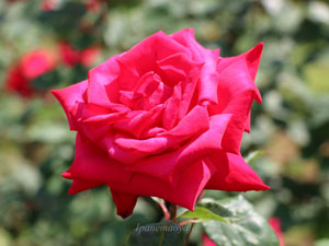 クリスチャン・ディオールは明るい赤色のバラです