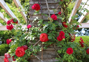 つるブラック ティーは個性的な花色で人気があります