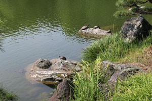 亀がお日様に当たり甲羅干し