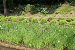 清澄庭園には花菖蒲も植えられていた