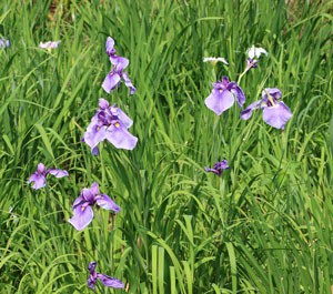 清澄庭園の花菖蒲は紫色の花