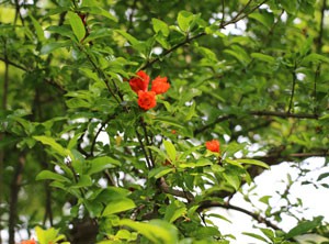 清澄庭園にあるオレンジ色のザクロの花