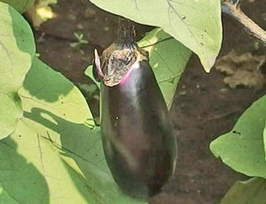 茄子は夏野菜には欠かせません