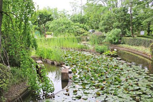 東京都薬用植物園内の風景