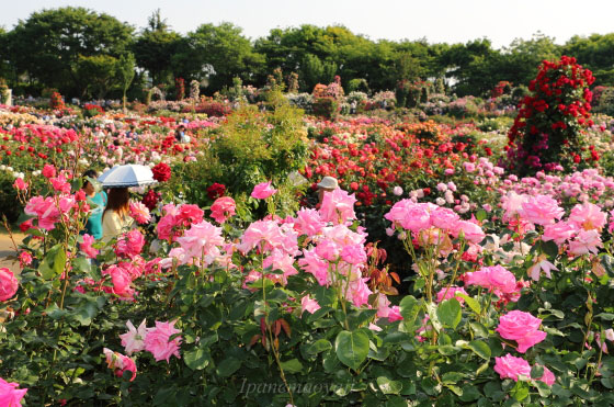 京成バラ園の風景