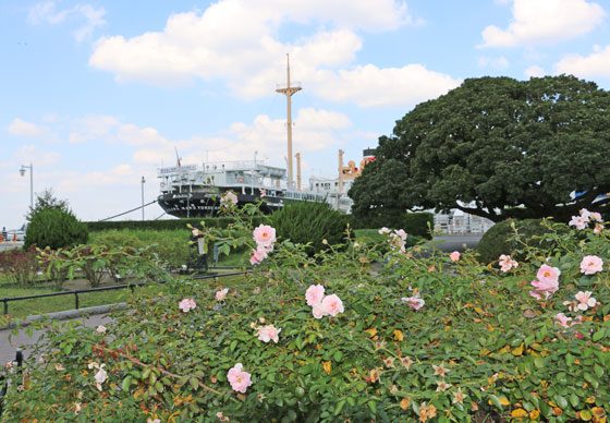 山下公園・バラ園の風景