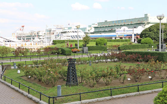 横浜の山下公園・バラ園の風景
