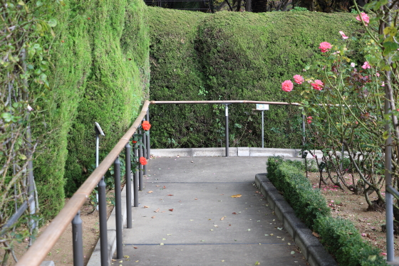 春の谷津バラ園の風景