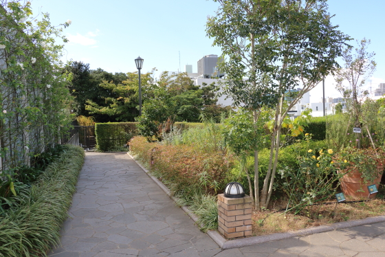 横浜・アメリカ山公園・バラ園