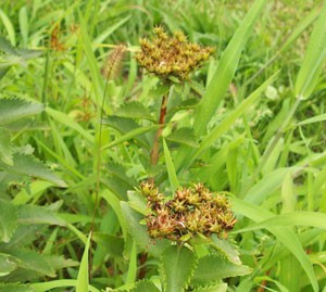 ホソバノキリンソウは多肉性多年草です