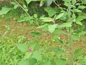 アカザは一年草です