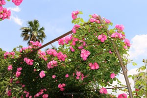 花つき花もちがよい品種