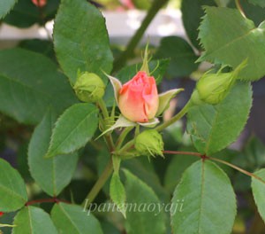 ツボミが開花する速度が緩慢です