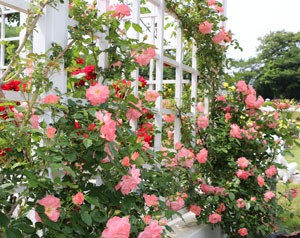 リバプール エコーは春の花後も咲き続ける