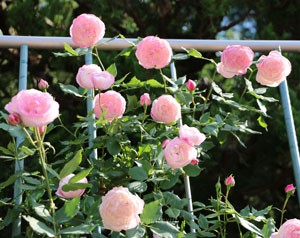 マダムピエールオジェの花形はカップ咲き