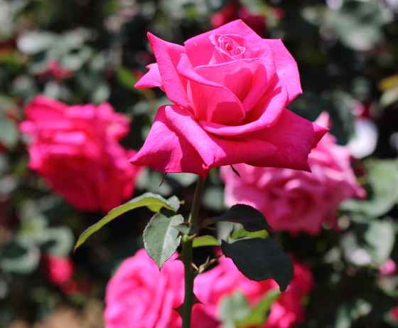 ペーター フランケンフェルトの花枝が太く花もちもよい